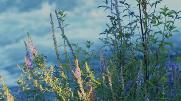 Växten Och Det Vilda Vattenfallet Naturen — Stockvideo