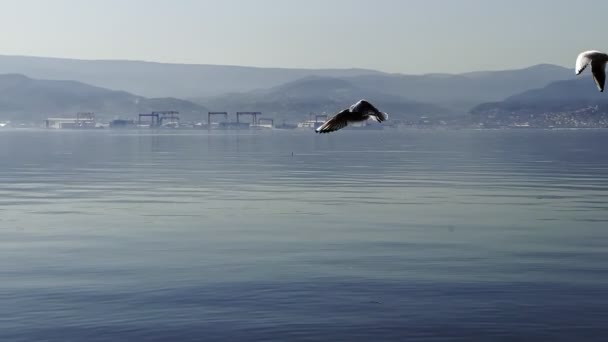 Aves Gaviotas Que Vuelan Mar — Vídeos de Stock