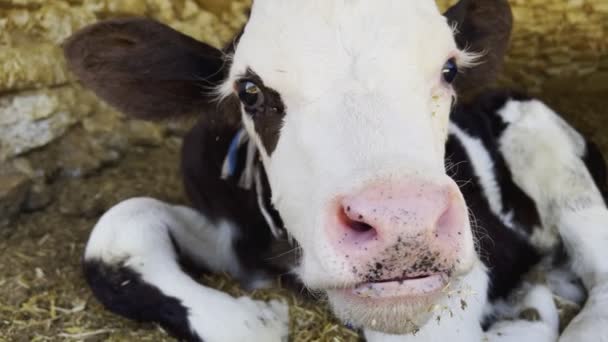 Mammifère Vache Dans Une Grange — Video