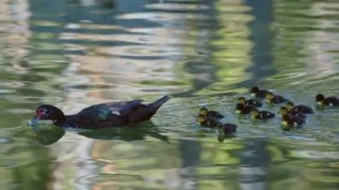 Anne ve Çocuklar Doğadaki Bebek Ördek Ailesi