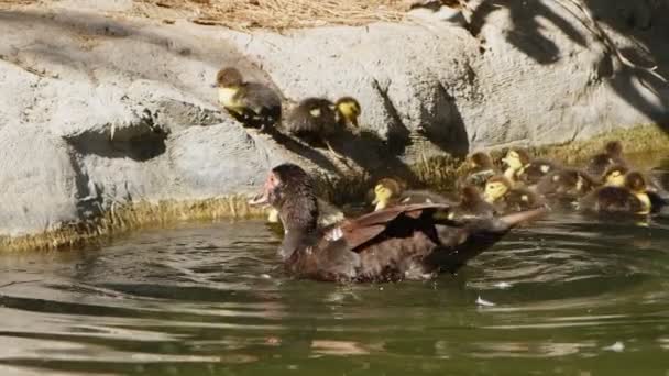 Mutter Und Kinder Baby Entenfamilie Der Natur — Stockvideo