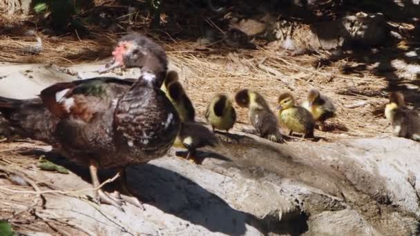 Mère Enfants Bébé Canard Famille Dans Nature — Video