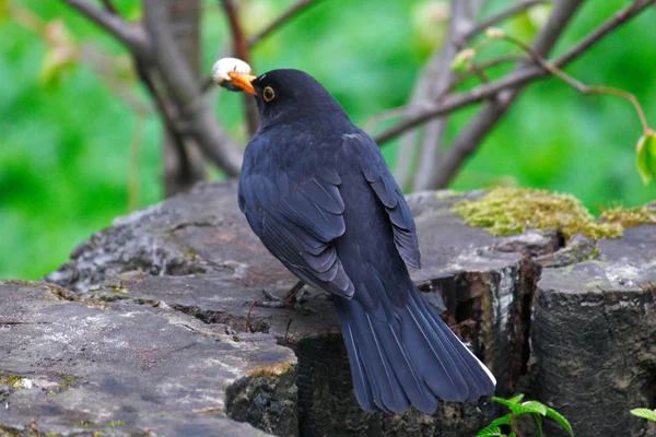 Fågel trast — Stockfoto