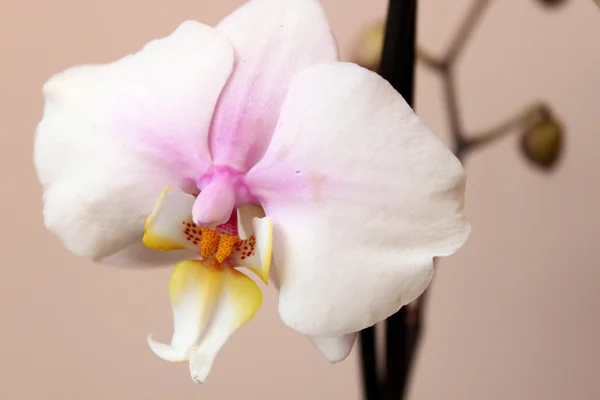 Luz delicada orquídea —  Fotos de Stock