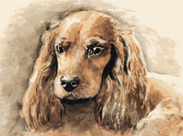 İngiliz cocker spaniel