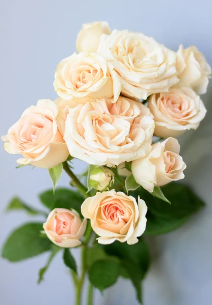 Bouquet of tender roses — Stock Photo, Image