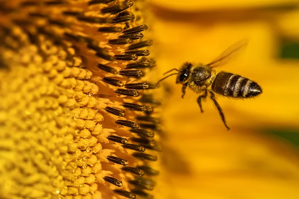 Honigbiene schwebt — Stockfoto