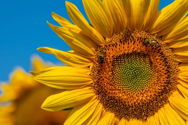 Lebah madu dan Bunga Matahari — Stok Foto