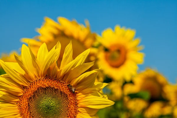 Honingbij in een zonnebloem — Stockfoto