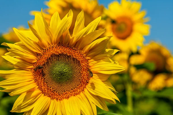 Honingbij in een zonnebloem — Stockfoto