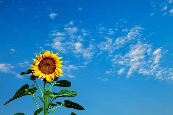 Sunflower and the sky with clouds — Stock Photo, Image