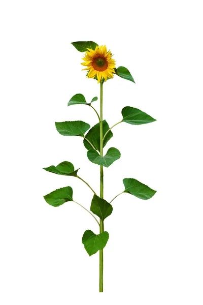 Bunga matahari diisolasi pada latar belakang putih Stok Foto