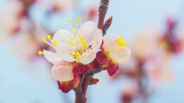 Sárgabarack virág virágzó idő telik el — Stock videók