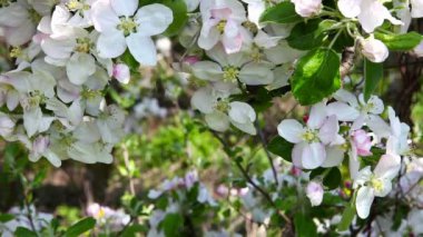 kiraz ağacı çiçek