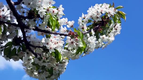 Flor de cerezo — Vídeos de Stock