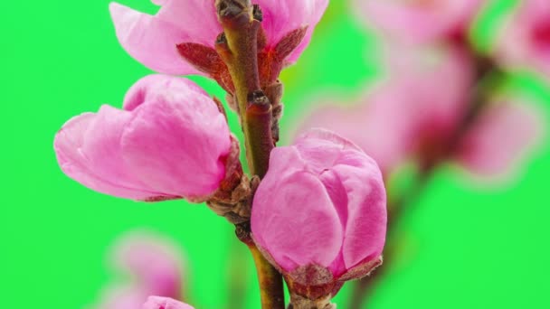 Fleurs de pêche floraison laps de temps — Video