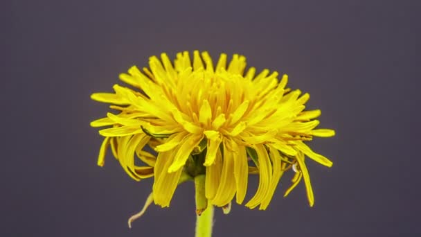 Dandelion florescendo timelapse — Vídeo de Stock