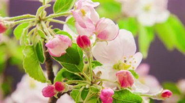 Apple yeni gelişen timelapse