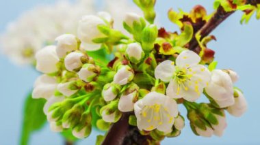 kiraz çiçek çiçek açması zaman atlamalı