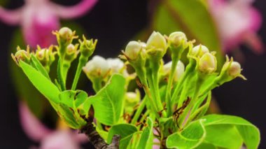 yabani Erik çiçekli