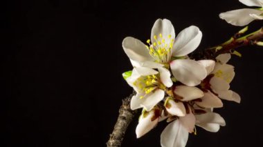 Badem çiçekleri zaman aşımına uğradı.