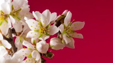 Badem çiçekleri zaman aşımına uğradı.