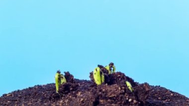 Soya filizinin son kullanma tarihi