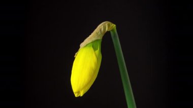 Narcissus Daffodil Çiçeği Zamanlaması, Narsislerin çiçek açtığı ve çiçek açtığı bir zaman dilimi videosu