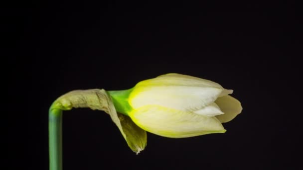 Narcissus Daffodil Flower Blossom Timelapse Macro Timelapse Video Narcissus Flowing — стокове відео