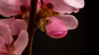 Erik tomurcuklanıyor. 