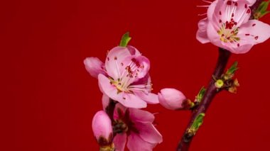 Erik tomurcuklanıyor. 