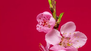 Erik tomurcuklanıyor. 