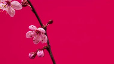 Erik tomurcuklanıyor. 