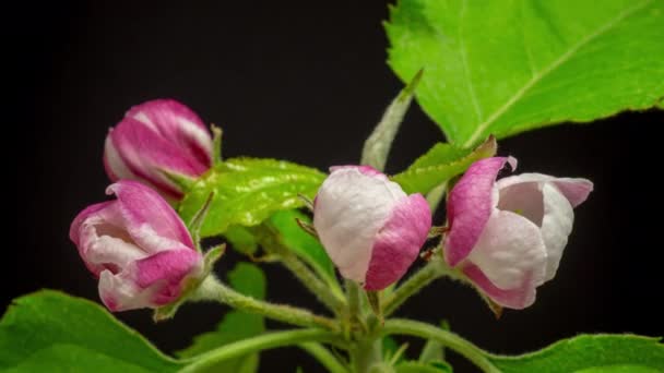 Квітка Яблуні Розквітає Квітка Яблуні Розквітає Цвіте — стокове відео
