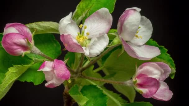 Apple Blossom Timelapse Macro Timelapse Vídeo Uma Flor Árvore Frutas — Vídeo de Stock