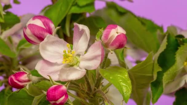 Apple Květ Timelapse Makro Timelapse Video Jablečného Ovoce Květ Kvete — Stock video