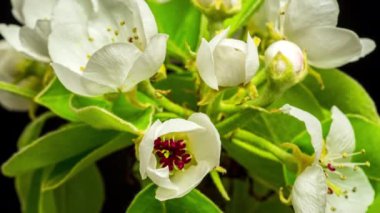 Çiçekler yaklaşıyor.