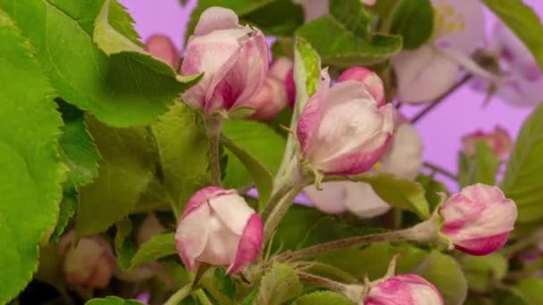 Apple Květ Timelapse Makro Timelapse Video Jablečného Ovoce Květ Kvete — Stock video