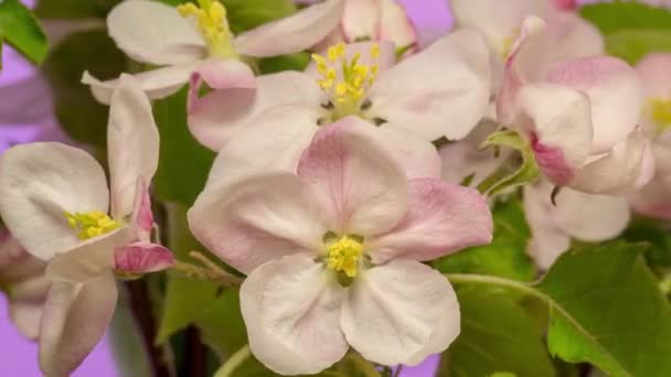 Timelapse Dei Fiori Mele Video Timelapse Macro Albero Frutto Mele — Video Stock