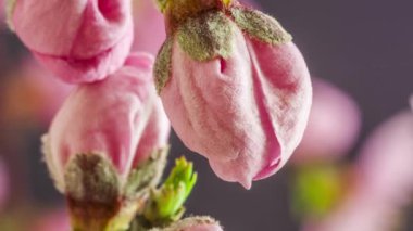 Renkli arkaplanda pembe şeftali çiçeklerinin makro hızlandırılmış görüntüleri