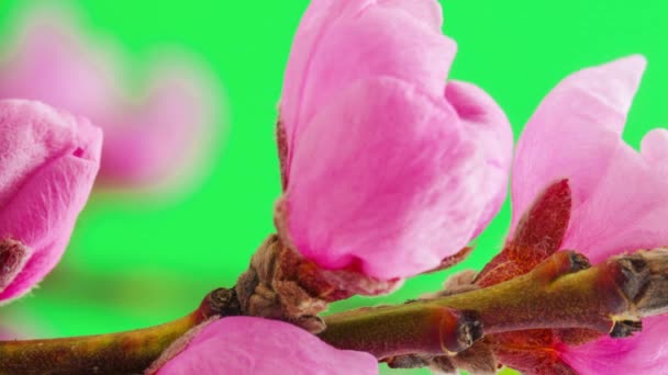 Macro Séquence Time Lapse Fleurs Pêche Roses Sur Fond Vert — Video