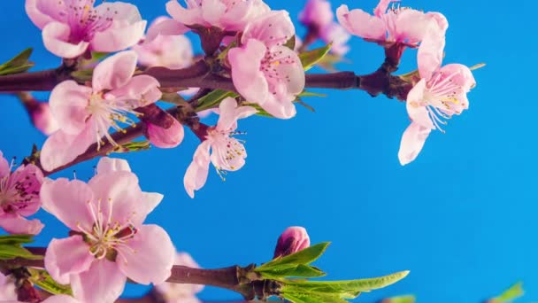 Metraje Macro Time Lapse Flores Melocotón Rosa Sobre Fondo Azul — Vídeo de stock