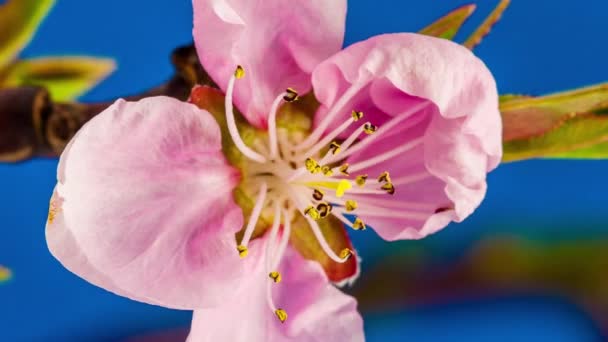 青い背景にピンク色の桃の花のマクロタイムラプス映像 — ストック動画