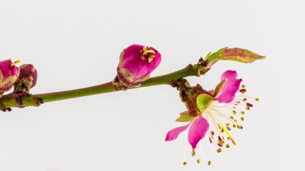 Makro Time Lapse Záběry Růžových Broskvových Květin Světlém Pozadí — Stock video