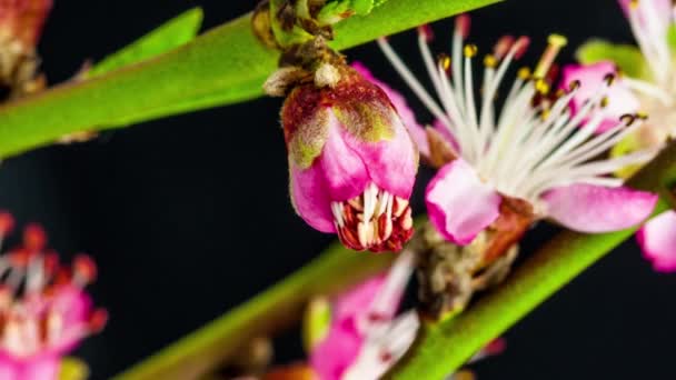 Metraje Macro Time Lapse Flores Melocotón Rosa Sobre Fondo Negro — Vídeo de stock