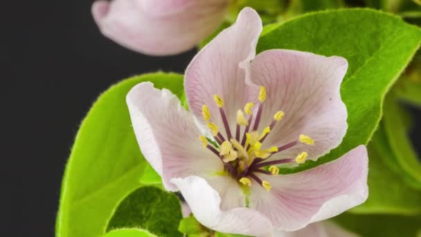 Macro Time Lapse Imagens Uma Flor Marmelo Delicada Macia Fundo — Vídeo de Stock