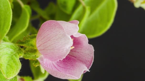 Makro Time Lapse Materiał Wideo Delikatny Miękki Kwiat Pigwy Czarnym — Wideo stockowe