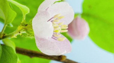 Mavi arka planda narin ve yumuşak bir ayva çiçeğinin makro hızlandırılmış görüntüleri