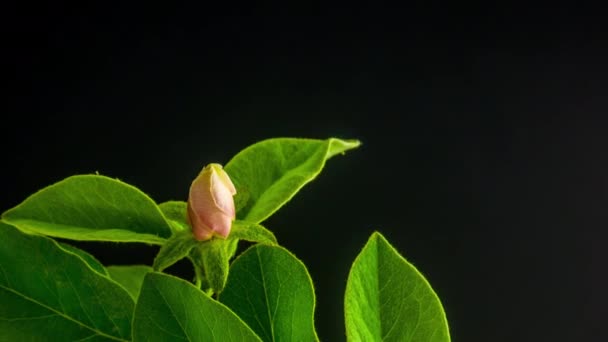 黒を基調とした繊細で柔らかいクインの花のマクロタイムラプス映像 — ストック動画