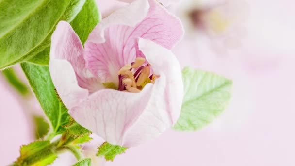 Макро Часові Знімки Ніжної Якої Квітки Айви Світлому Фоні — стокове відео